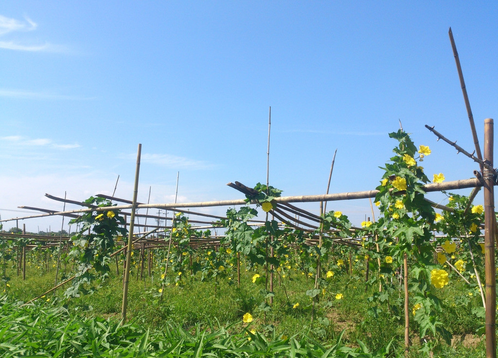 禮樂蔬菜基地